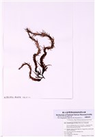 藏品(舌狀蜈蚣藻)的圖片